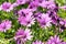 Flowers have souls. Purple flowers. Purple osteospermum barberiae. African daisies in bloom