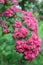 Flowers of a hawthorn blood-red Crataegus sanguinea Pall