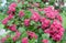 Flowers of a hawthorn blood-red Crataegus sanguinea Pall