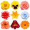 Flowers head collection of beautiful pansies, rose, daisy, gerbera, dahlia, lily, day-lily, calendula isolated on white