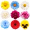 Flowers head collection of beautiful peony, pansies, aster, rose, daisy, gerbera, chamomile isolated on white background