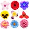 Flowers head collection of beautiful tigridia, day-lily, cyclamen, gerbera, iris, pansies, rose, dahlia isolated on white