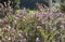 flowers of heather blooming in a garden in sunny winter