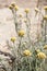 Flowers of Helichrysum stoechas