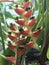 Flowers of Heliconia Wagneriana, subtropical plant
