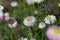 Flowers of Helipterum roseum plants
