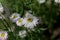 Flowers of Helipterum roseum plants