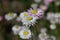 Flowers of Helipterum roseum plants