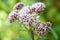 Flowers of a hemp agrimony