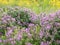 Flowers of henbit