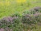 Flowers of henbit