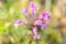 Flowers of henbit