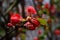 Flowers of henomeles with water drops in spring in the garden. Close-up