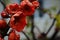 Flowers of henomeles with water drops in spring in the garden. Close-up