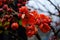 Flowers of henomeles with water drops in spring in the garden. Close-up