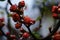 Flowers of henomeles with water drops in spring in the garden. Close-up