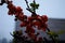 Flowers of henomeles with water drops in spring in the garden. Close-up