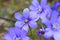 Flowers of Hepatica Nobilis