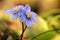 Flowers - hepatica nobilis