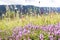 Flowers, herbals and grass on the mountains