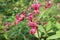 Flowers Himalayan balsam