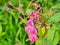 Flowers of Himalayan balsam