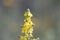 Flowers of a hoary mullein, Verbascum pulverulentum