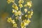 Flowers of a hoary mullein, Verbascum pulverulentum