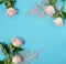 Flowers holiday background. beautiful pink roses and silver leaves on blue backgrop