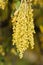 flowers of holm oak (quercus ilex) tree