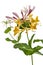 Flowers of honeysuckle, lat. Lonicera caprifolium, isolated on w