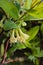 Flowers of honeysuckles