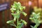Flowers on hopi tobacco plant