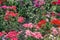 Flowers. Horizontal image of varietal carnations