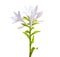 Flowers Hosta plantaginea isolated on white background