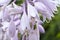 Flowers hosts in garden, close-up