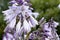 Flowers hosts in garden, close-up