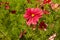 Flowers in hothouses near Worcester, Breede River Valley, South Africa