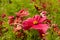 Flowers in hothouses near Worcester, Breede River Valley, South Africa