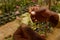 Flowers in hothouses near Worcester, Breede River Valley, South Africa. Leaves being checked for pests