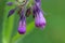 Flowers of houndstongue covered morning dew