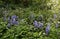 Flowers of Hyacinthoides Ã— massartiana in the park.