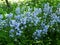 Flowers of Hyacinthoides Ã— massartiana in the park.