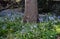 Flowers of Hyacinthoides Ã— massartiana in the park.