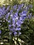Flowers of Hyacinthoides Ã— massartiana in the park.