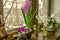 Flowers hyacinths and cyclamen blossom on the windowsill