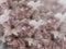 Flowers hyacinths light-red on blurry background . light-pink-red bouquet of flowers . floral collage. flower composition.