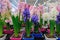 Flowers hyacinths in pots on the shelf