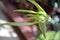 Flowers - Hymenocallis littoris - Spider Lily - Italy