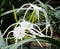 Flowers from the Hymenocallis plant or beach spider lily that are in full bloom in the hotel garden.